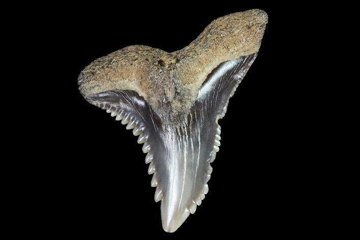 Hemipristis Shark Tooth Fossil - Virginia #96707